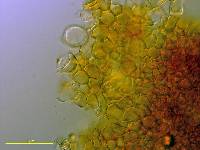 Cystoderma clastotrichum image