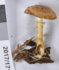 Agaricus campbellensis image