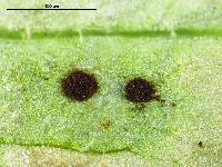 Puccinia lapsanae image