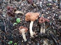 Gyromitra tasmanica image