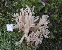 Ramaria purpureopallida image