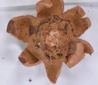 Geastrum velutinum image