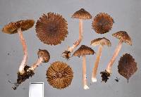 Inocybe albovestita image