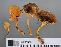 Cantharellus umbriceps image