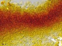 Cystoderma clastotrichum image