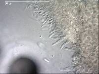 Badimiella pteridophila image