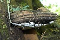 Ganoderma australe image