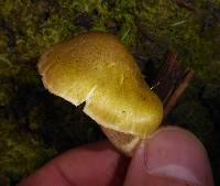 Tricholoma viridiolivaceum image