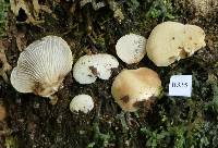 Crepidotus inconspicuus image