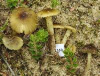 Hygrocybe fuliginata image