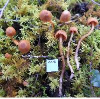 Cortinarius amblyonis image