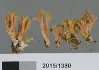 Ramaria anziana image