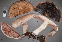 Agaricus bisporus image