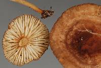 Marasmius elegans image