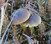 Hygrocybe fuliginata image