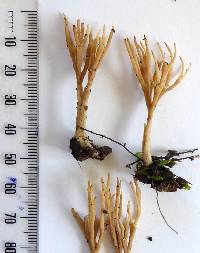 Tremellodendropsis flagelliformis image