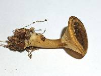 Cantharellus umbriceps image