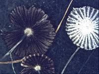 Coprinopsis stercorea image