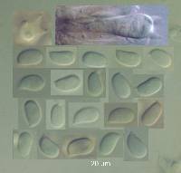 Mycena fuscovinacea image