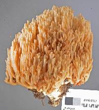 Ramaria rotundispora image