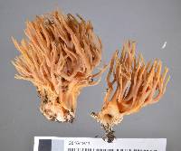 Ramaria piedmontiana image