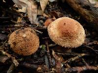 Echinoderma echinacea image