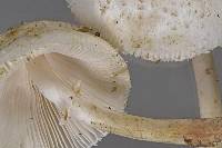 Leucocoprinus cepistipes image