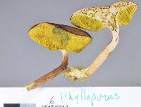 Xerocomus scabripes image