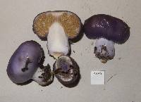 Cortinarius porphyroideus image