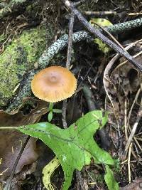 Galerina patagonica image