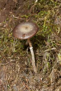 Psilocybe merdaria image