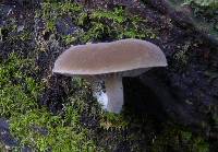 Simocybe pruinata image