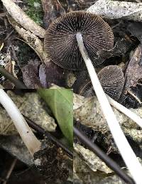 Psathyrella prona image