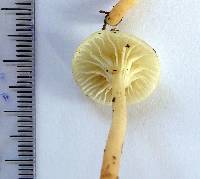 Hygrophorus salmonipes image