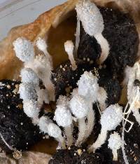 Coprinopsis stercorea image