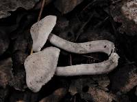 Tricholoma scalpturatum image