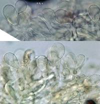 Chlorophyllum rachodes image