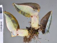 Boletus leptospermi image