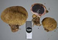 Scleroderma flavidum f. macrosporum image