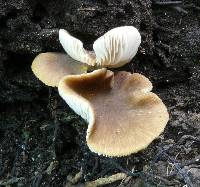 Entoloma pteridicola image