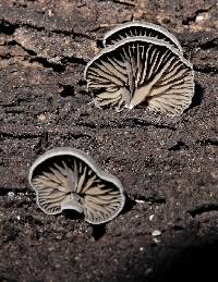 Rhodocybe conchata image