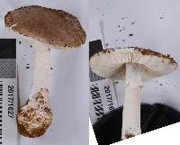 Amanita marmorata image