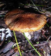 Gymnopilus allantopus image