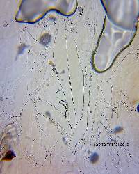 Pluteus decoloratus image