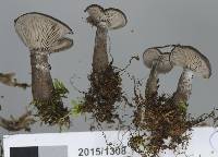 Clitocybe brunneoceracea image