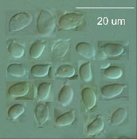 Lichenomphalia chromacea image