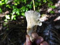 Gloeocantharellus dingleyae image