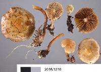 Pholiota pallidocaulis image