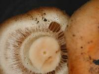 Pholiota highlandensis image