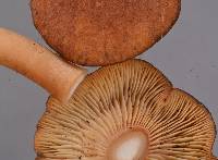 Rugosomyces hebelomoides image